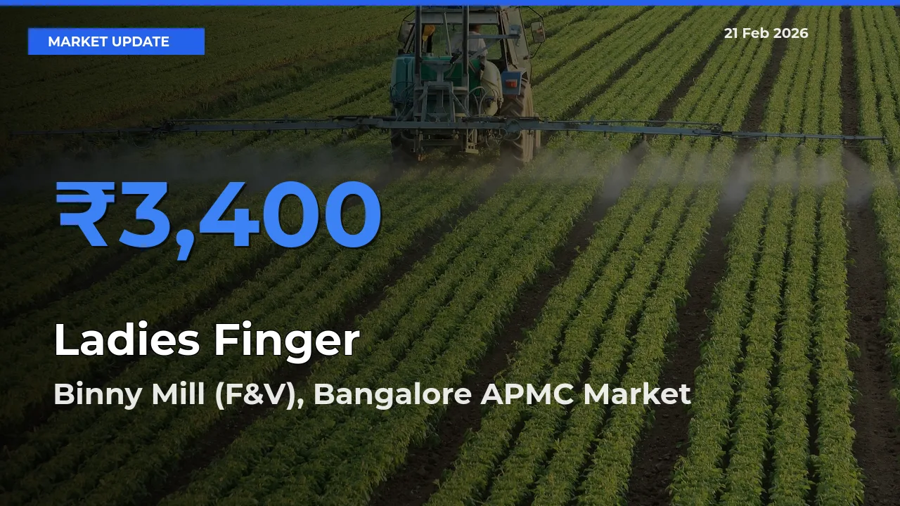 Binny Mill (F&V), Bangalore APMC Offers ₹3,400 – Highest Ladies Finger Rate Today
