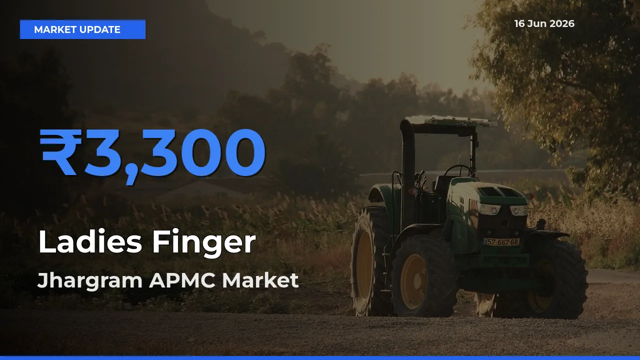 Ladies Finger Mandi Rate Today: Jhargram APMC Tops the List