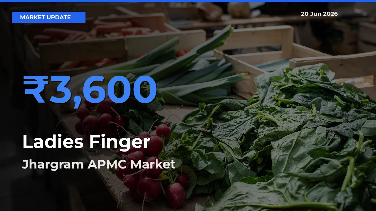 Top Performer! Jhargram APMC Offers Best Ladies Finger Price Today