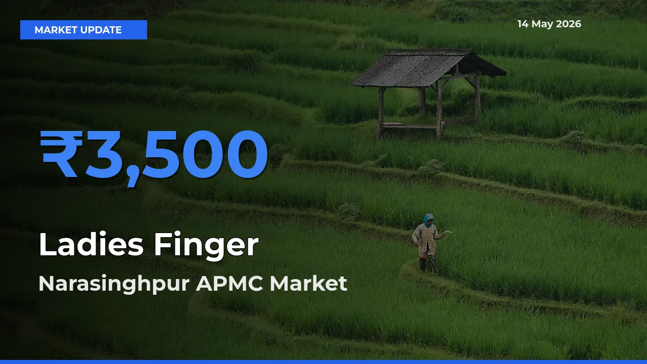 Market Watch: Narasinghpur APMC Becomes Top Mandi for Ladies Finger