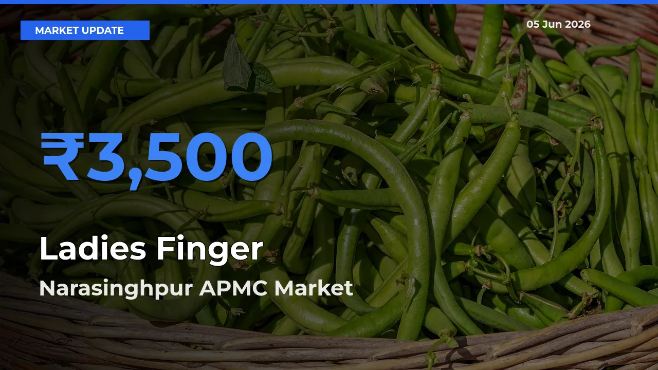 Narasinghpur APMC Leads as Top Mandi for Ladies Finger Prices