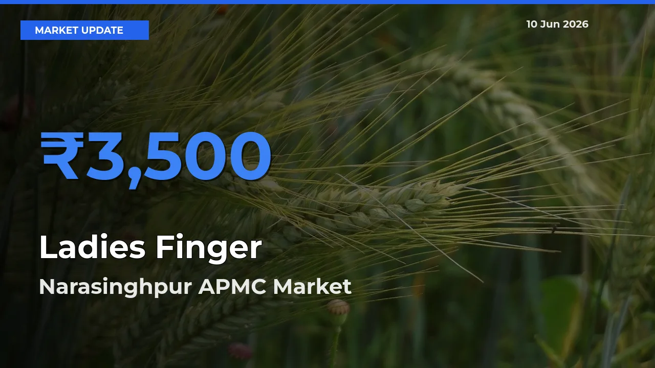 Narasinghpur APMC Tops Ladies Finger Rates – June 10 Market Update