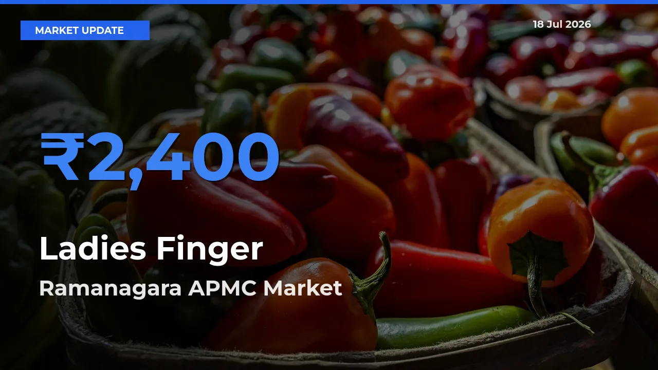 Ramanagara APMC Tops Ladies Finger Rates – July 18 Market Update