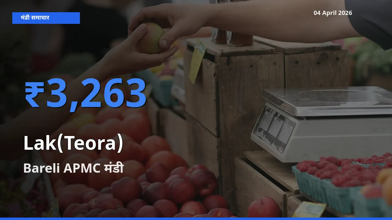 Bareli APMC मंडी में लाक(टेओरा) ₹3,263 पर पहुँचा – आज का सर्वोच्च भाव