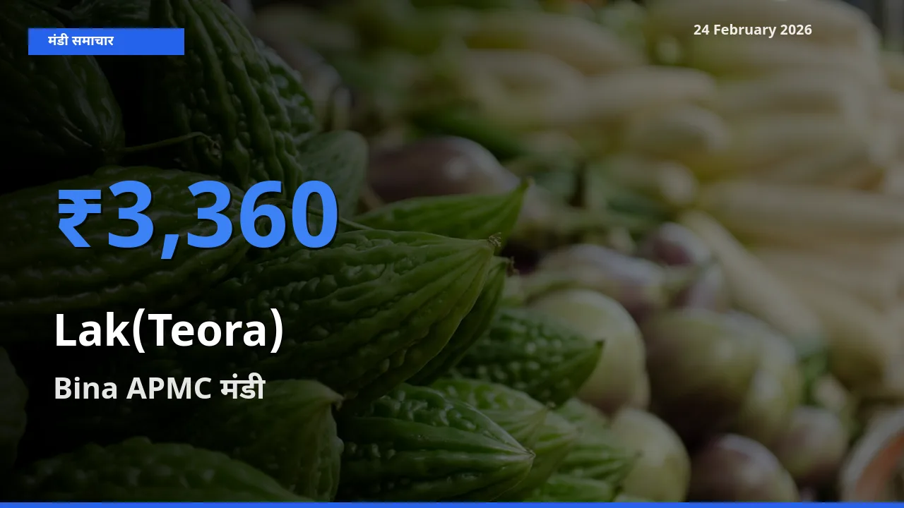 किसानों की पसंद बना Bina APMC, Lak(Teora) के सबसे अच्छे दाम