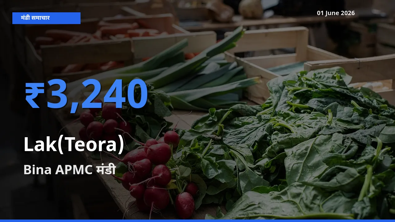 01 June अपडेट: लाक(टेओरा) के सबसे ऊँचे दाम Bina APMC मंडी में