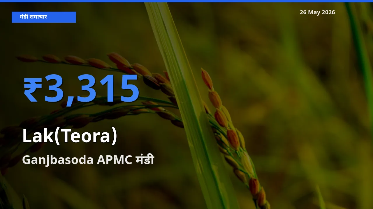आज लाक(टेओरा) के सबसे ऊँचे दाम ₹3,315 Ganjbasoda APMC मंडी में
