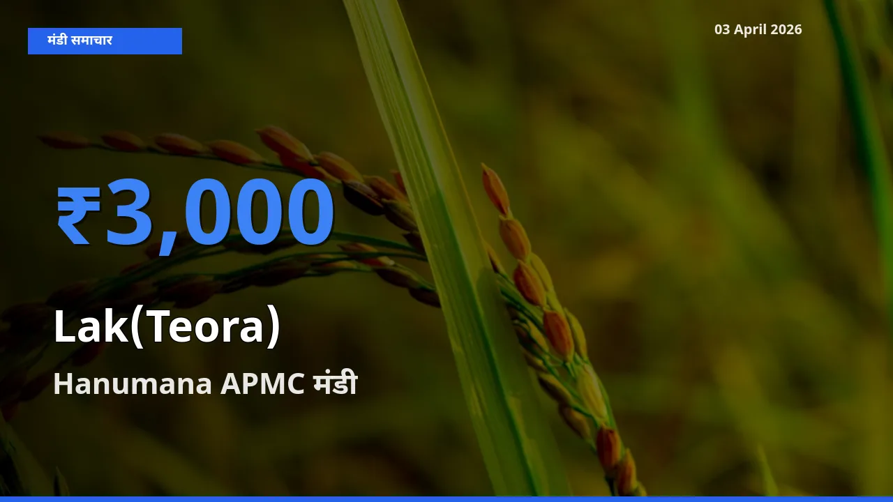 किसानों की पसंद बना Hanumana APMC, लाक(टेओरा) के सबसे अच्छे दाम