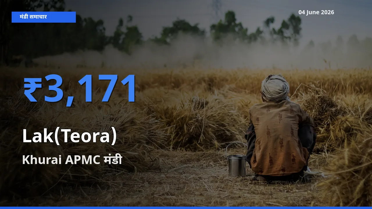 04 June अपडेट: लाक(टेओरा) के सबसे ऊँचे दाम Khurai APMC मंडी में