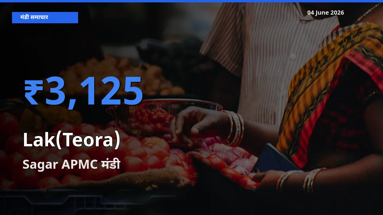 Sagar APMC में लाक(टेओरा) का आज सबसे ऊँचा भाव