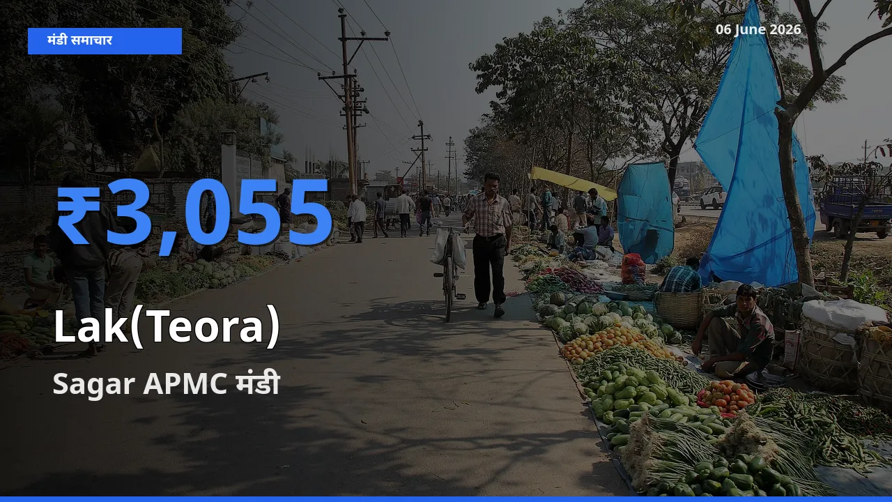 Sagar APMC मंडी में लाक(टेओरा) ₹3,055 पर पहुँचा – आज का सर्वोच्च भाव