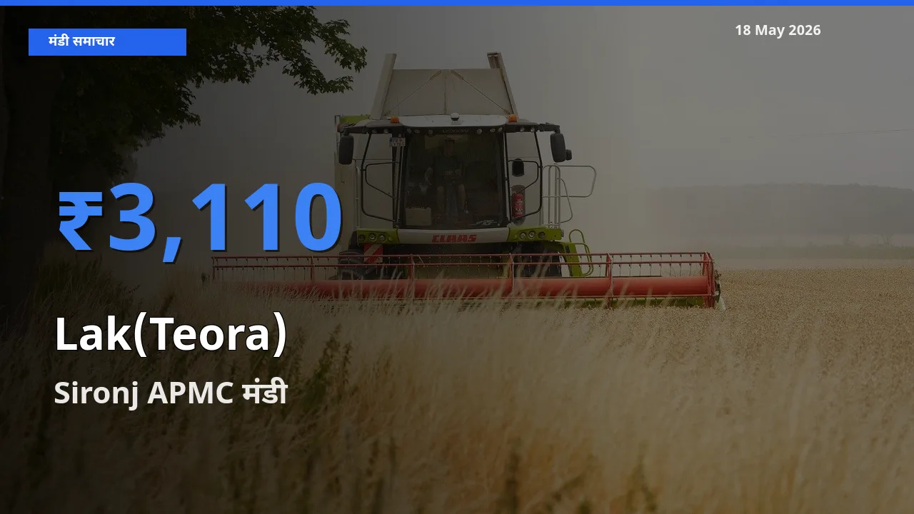 Sironj APMC मंडी में लाक(टेओरा) ₹3,110 पर पहुँचा – आज का सर्वोच्च भाव