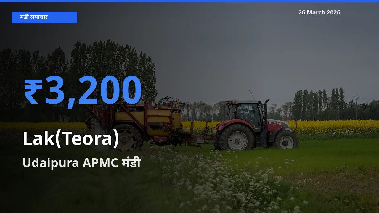 Udaipura APMC मंडी में लाक(टेओरा) ₹3,200 पर पहुँचा – आज का सर्वोच्च भाव
