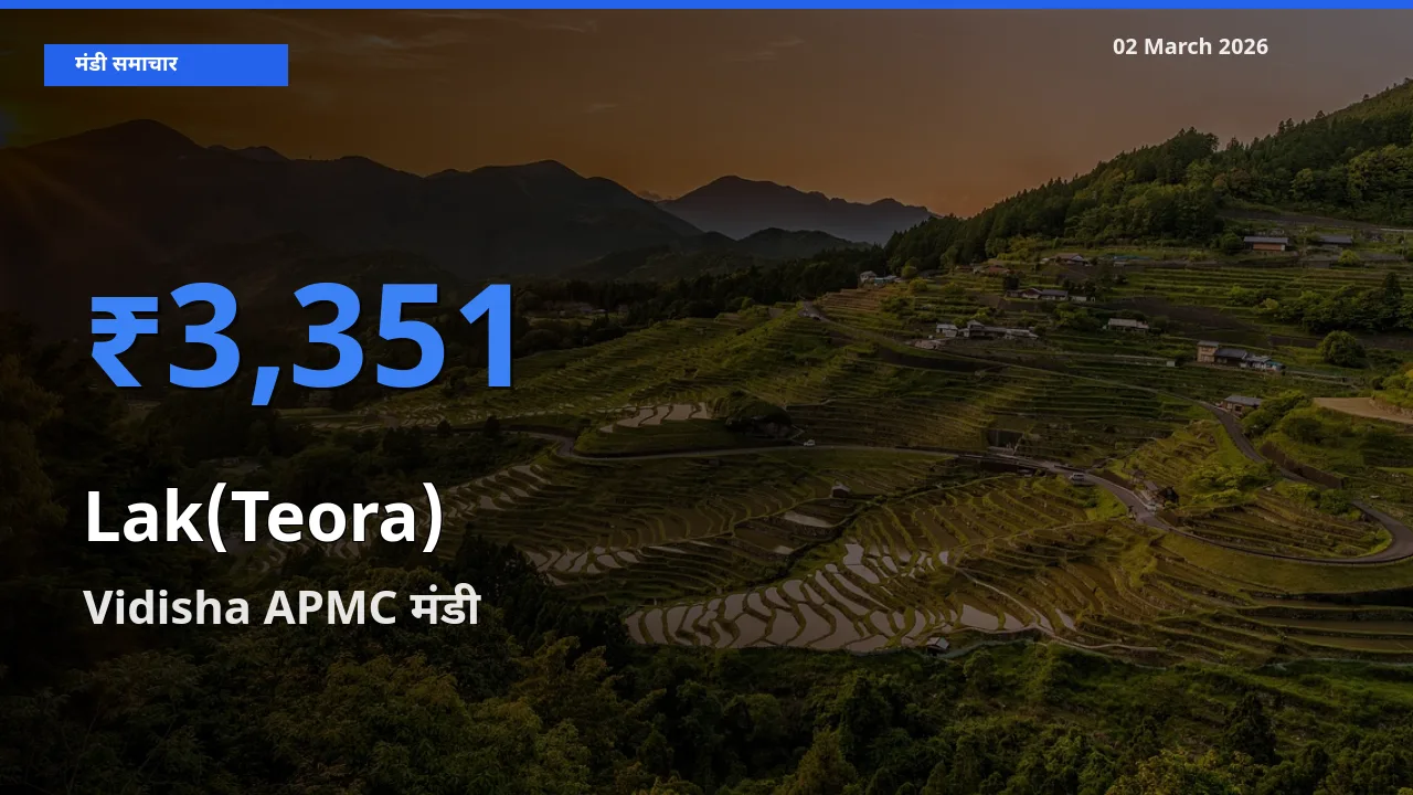 टॉप मंडी बना Vidisha APMC! लाक(टेओरा) के सबसे ऊँचे दाम यहीं दर्ज