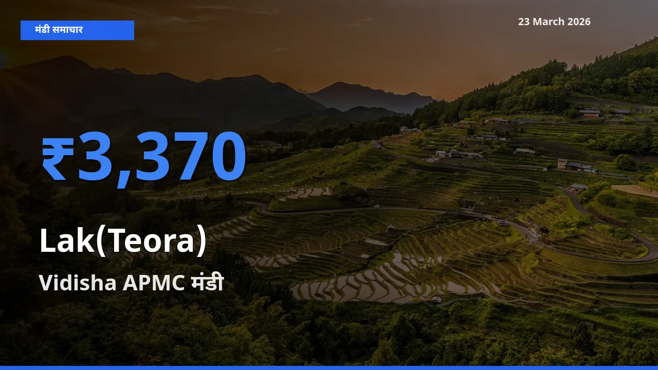 आज लाक(टेओरा) के सबसे ज़्यादा दाम Vidisha APMC मंडी में दर्ज