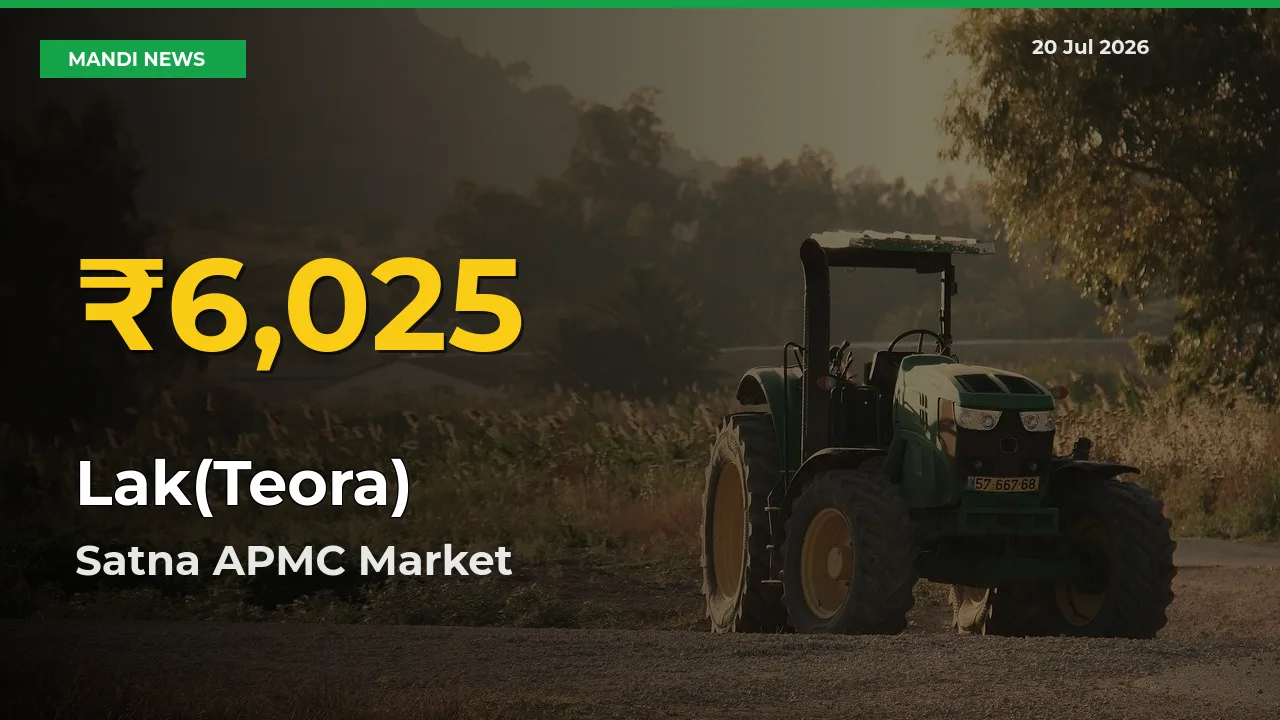 Big Jump in Lak(Teora) Prices! Satna APMC Records New Peak Today