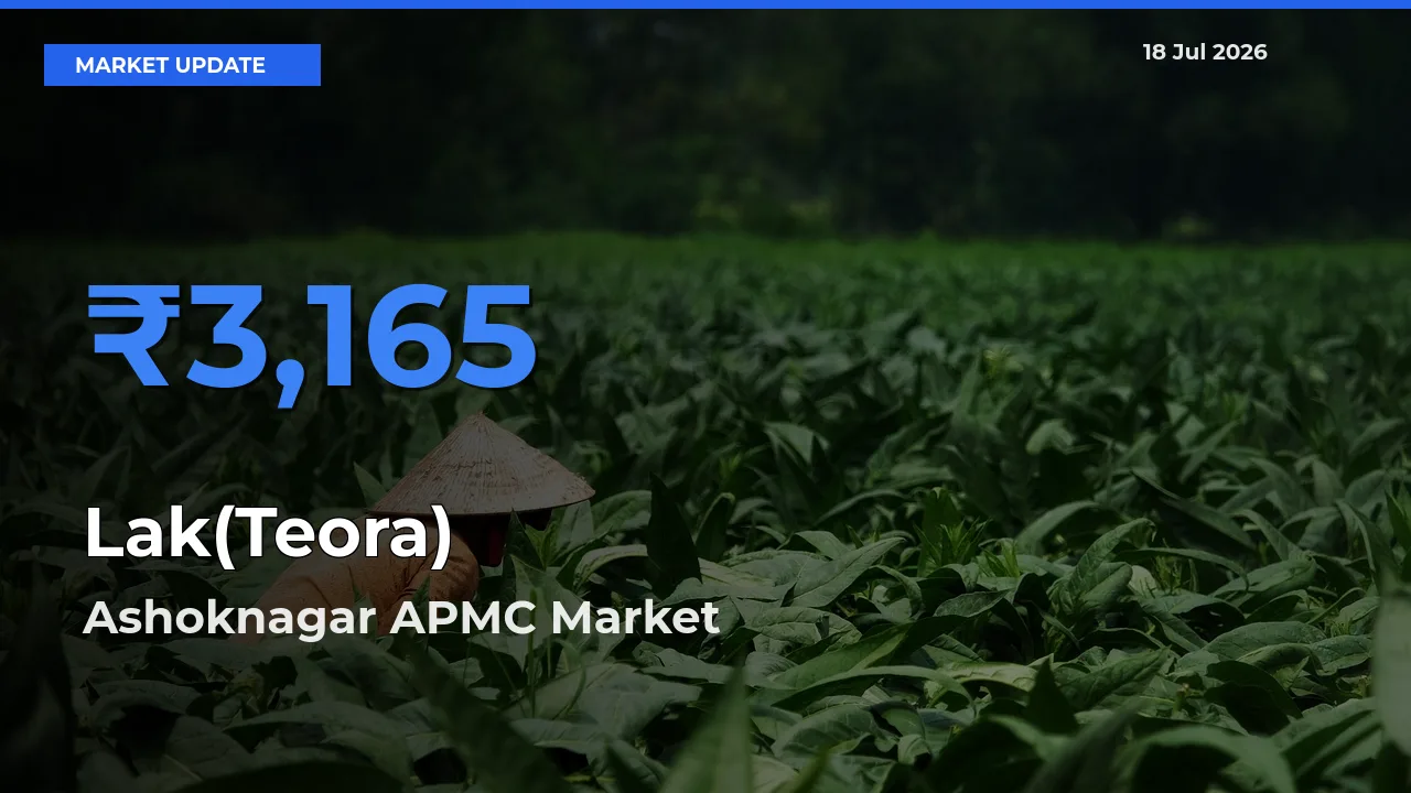 Ashoknagar APMC Emerges as Top Mandi for Lak(Teora) Prices Today