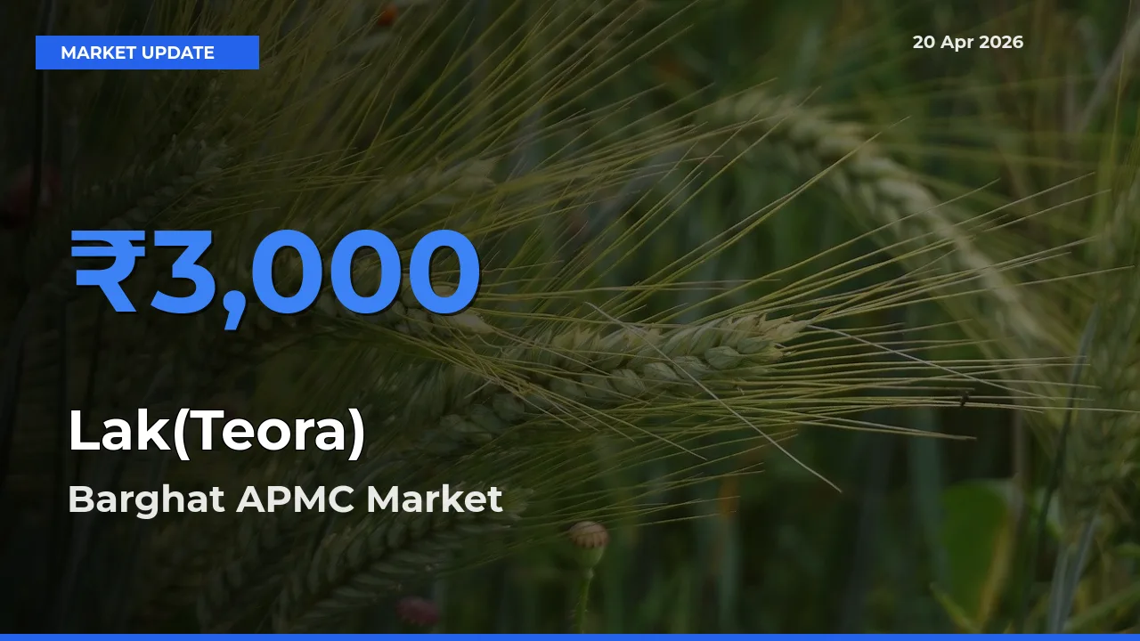 Barghat APMC Tops Lak(Teora) Rates – April 20 Market Update