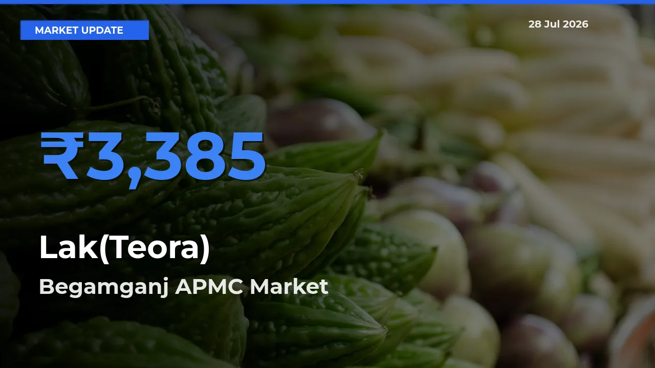 Begamganj APMC, Raisen, Madhya Pradesh Records Highest ₹3,385 Rate for Lak(Teora)