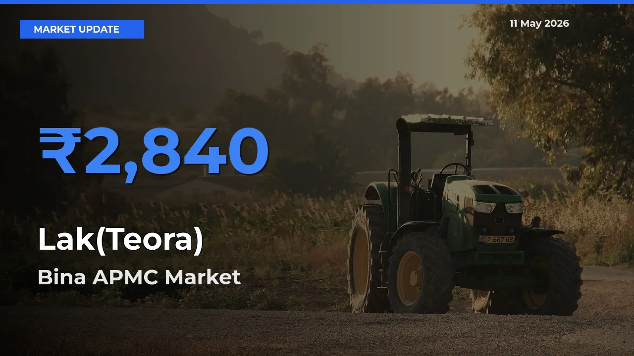 Top Performer! Bina APMC Offers Best Lak(Teora) Price Today