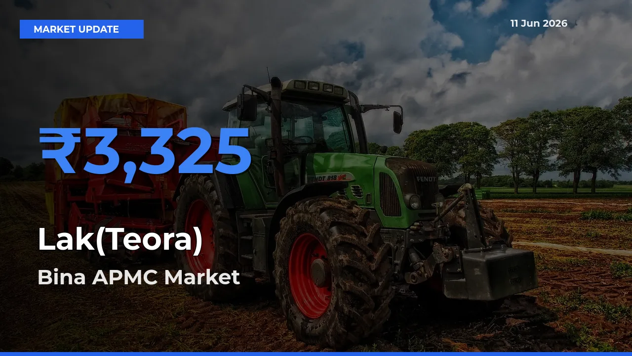 Top Performer! Bina APMC Offers Best Lak(Teora) Price Today