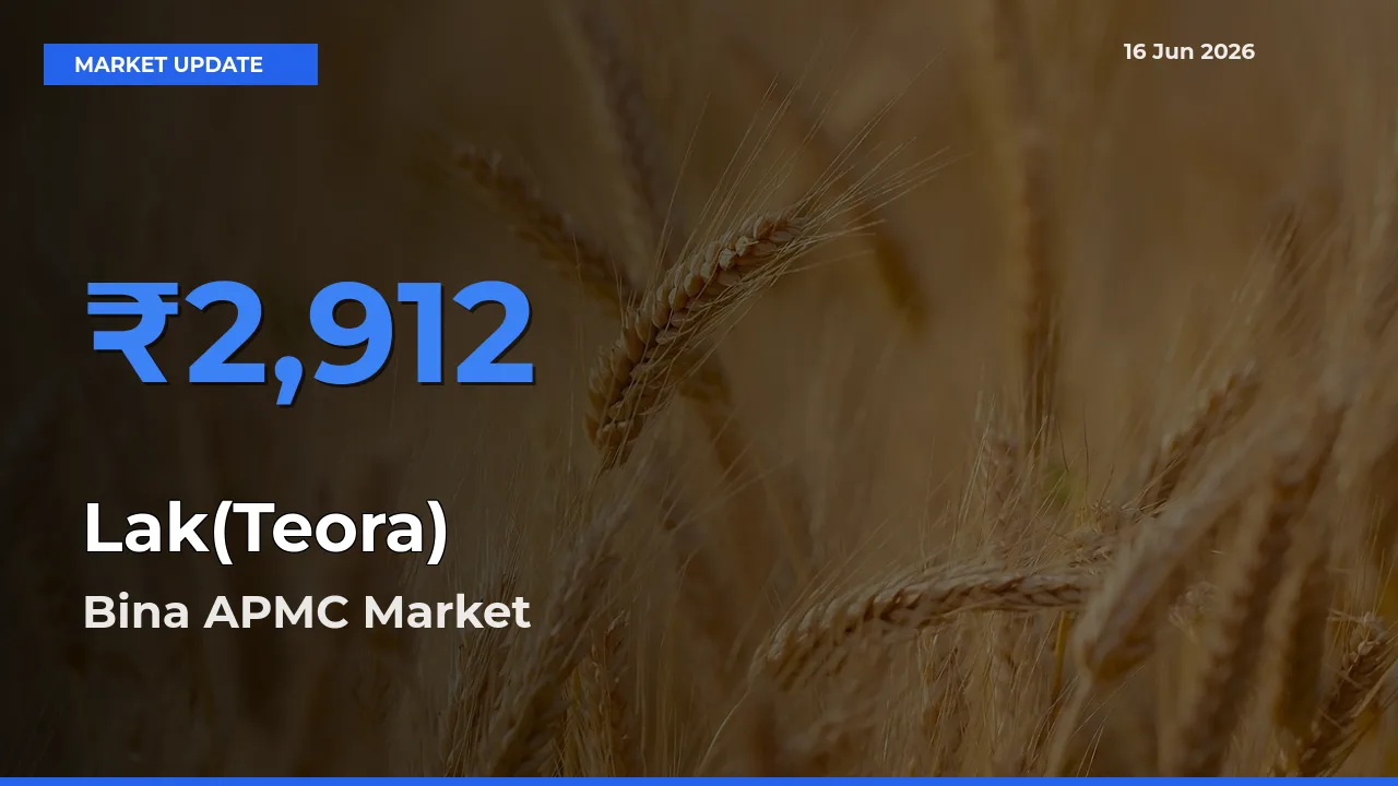 Top Performer! Bina APMC Offers Best Lak(Teora) Price Today
