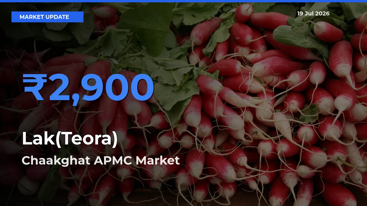 Market Watch: Chaakghat APMC Becomes Top Mandi for Lak(Teora)