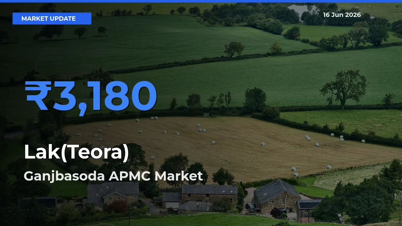 Market Watch: Ganjbasoda APMC Becomes Top Mandi for Lak(Teora)