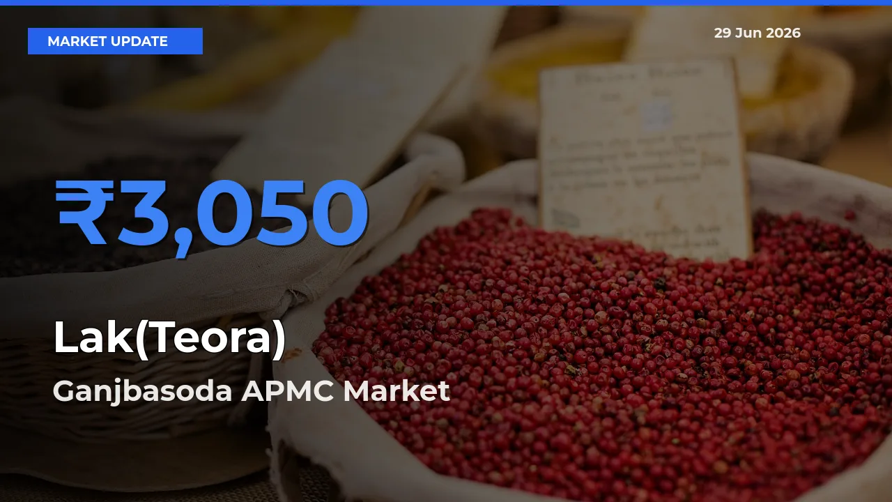 Top Performer! Ganjbasoda APMC Offers Best Lak(Teora) Price Today