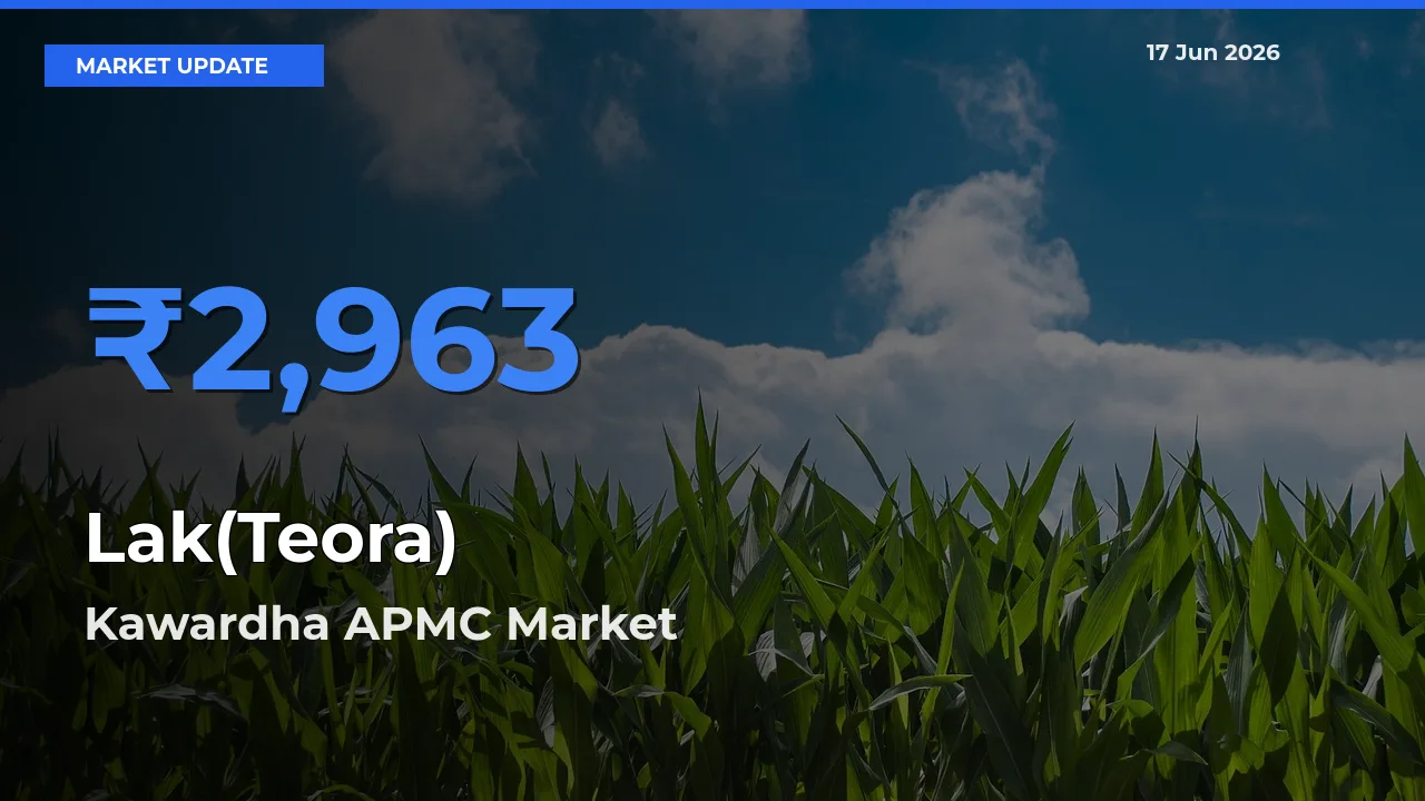Kawardha APMC Records Highest ₹2,963 Rate for Lak(Teora)