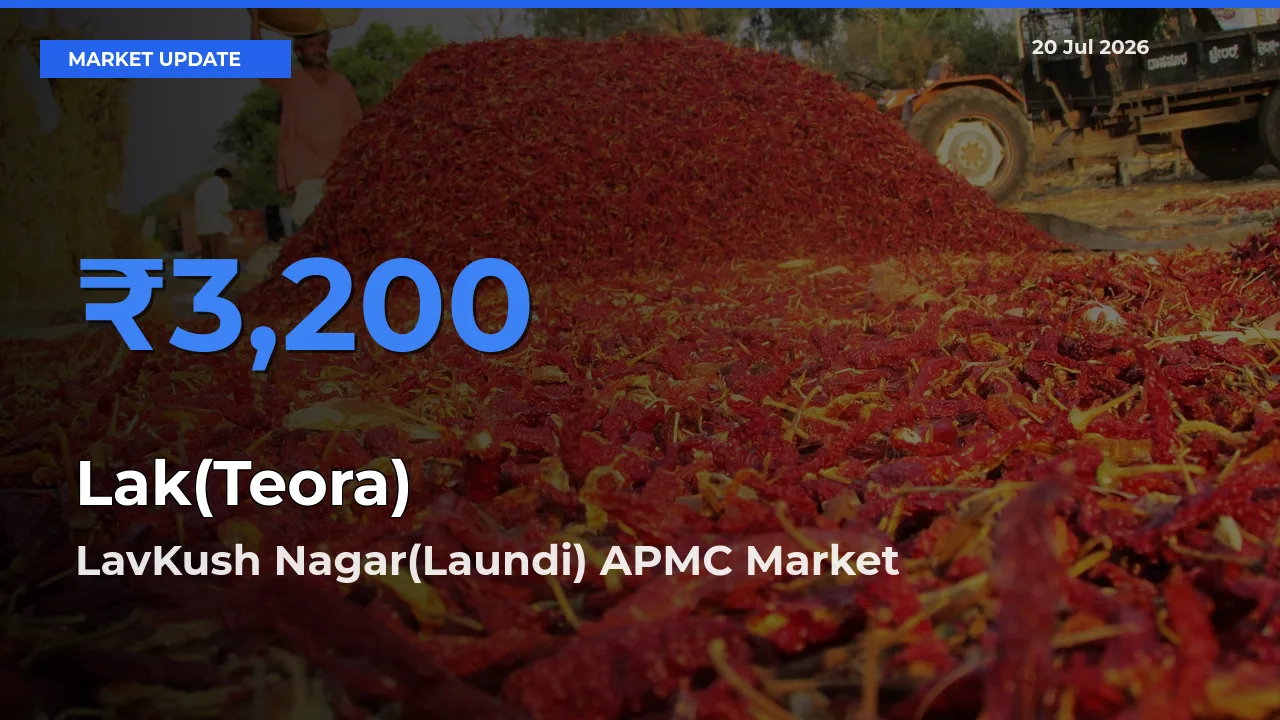 LavKush Nagar(Laundi) APMC Emerges as Top Mandi for Lak(Teora) Prices Today
