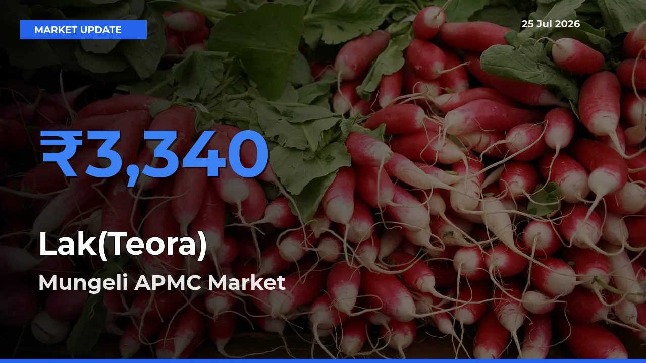 Mungeli APMC Emerges as Top Mandi for Lak(Teora) Prices Today
