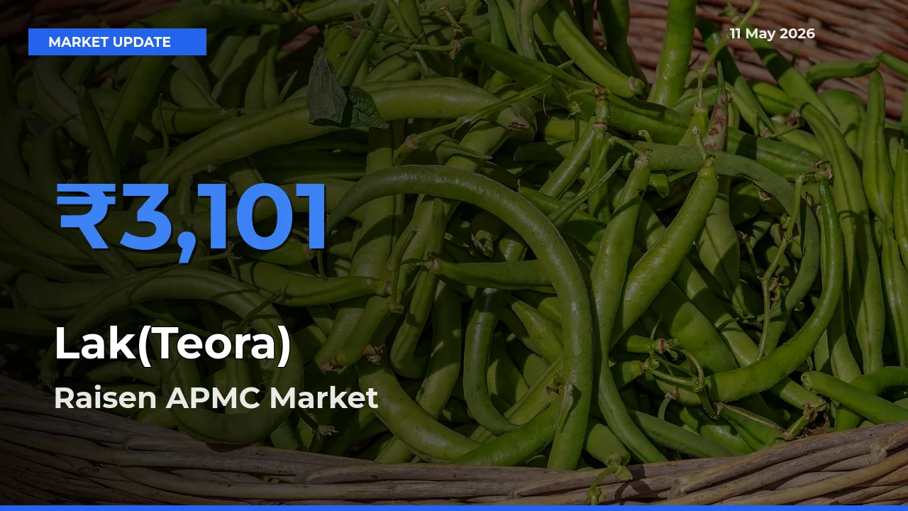Farmers Prefer Raisen APMC as Lak(Teora) Hits Highest Rate