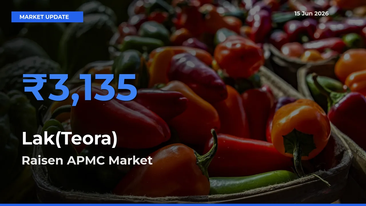 Raisen APMC Offers ₹3,135 – Highest Lak(Teora) Rate Today