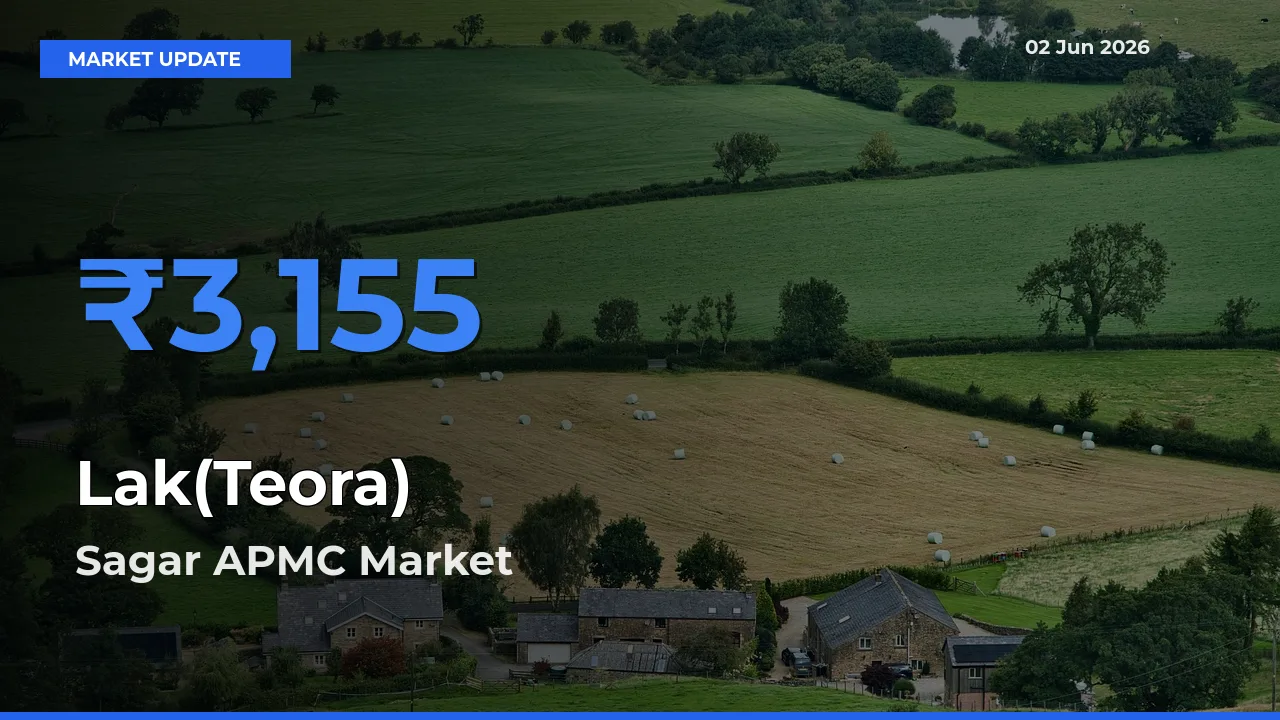 Farmers Prefer Sagar APMC as Lak(Teora) Hits Highest Rate