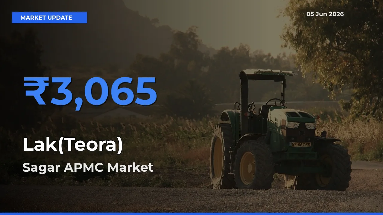 Market Watch: Sagar APMC Becomes Top Mandi for Lak(Teora)