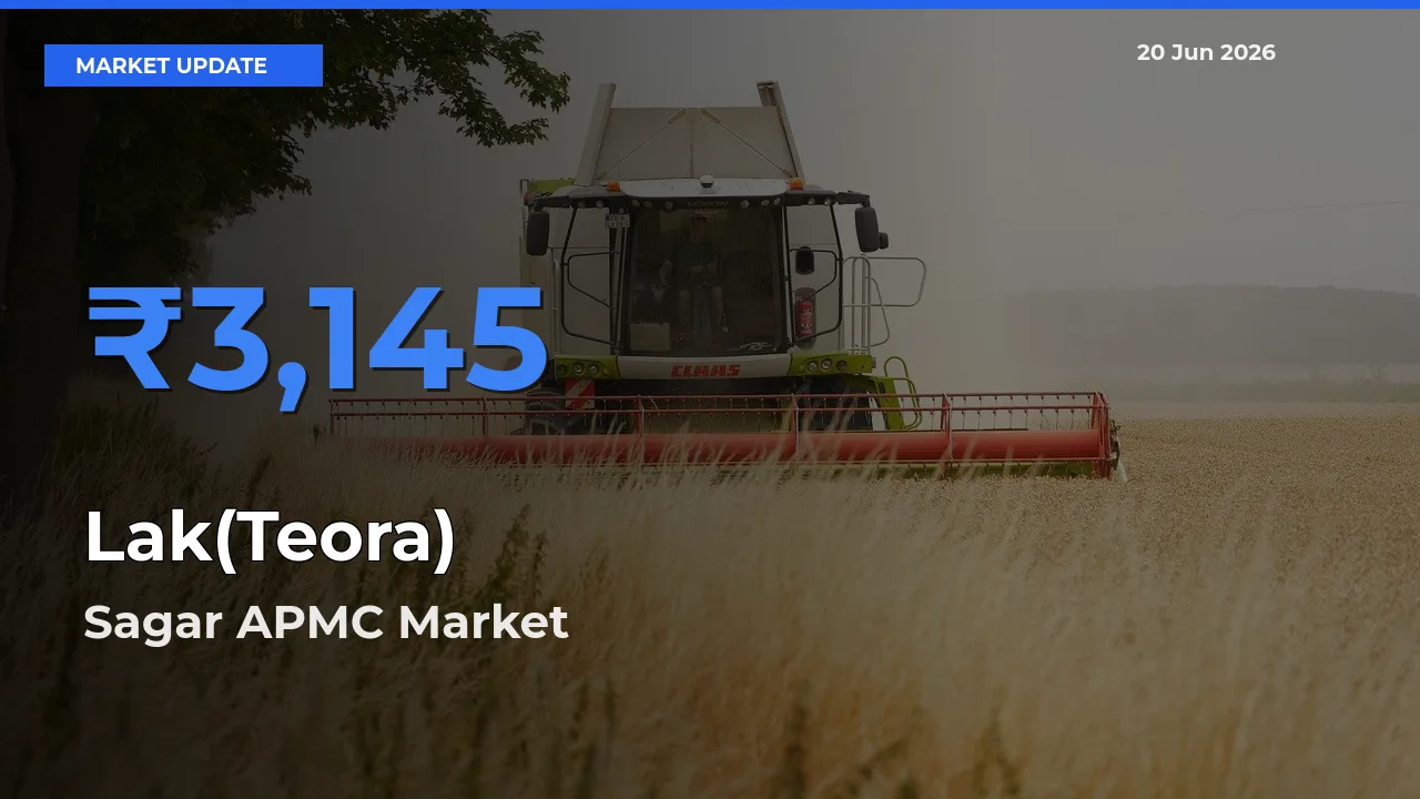 Top Performer! Sagar APMC Offers Best Lak(Teora) Price Today
