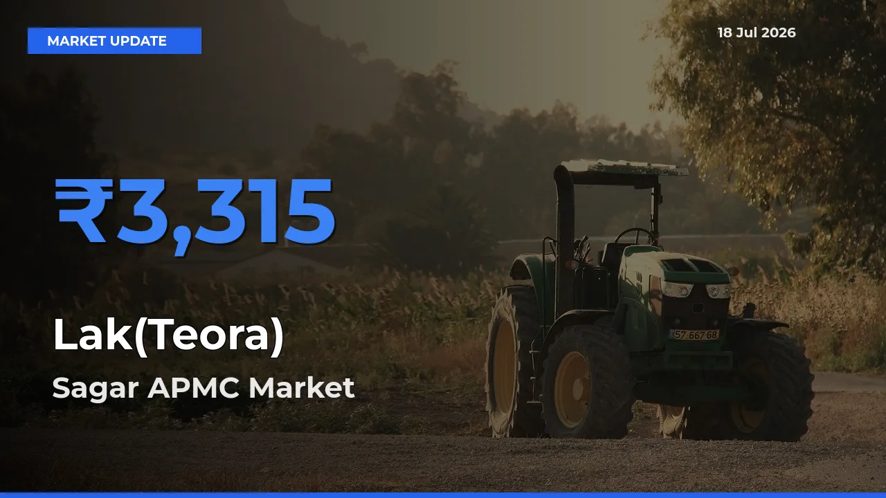 Farmers Prefer Sagar APMC as Lak(Teora) Hits Highest Rate
