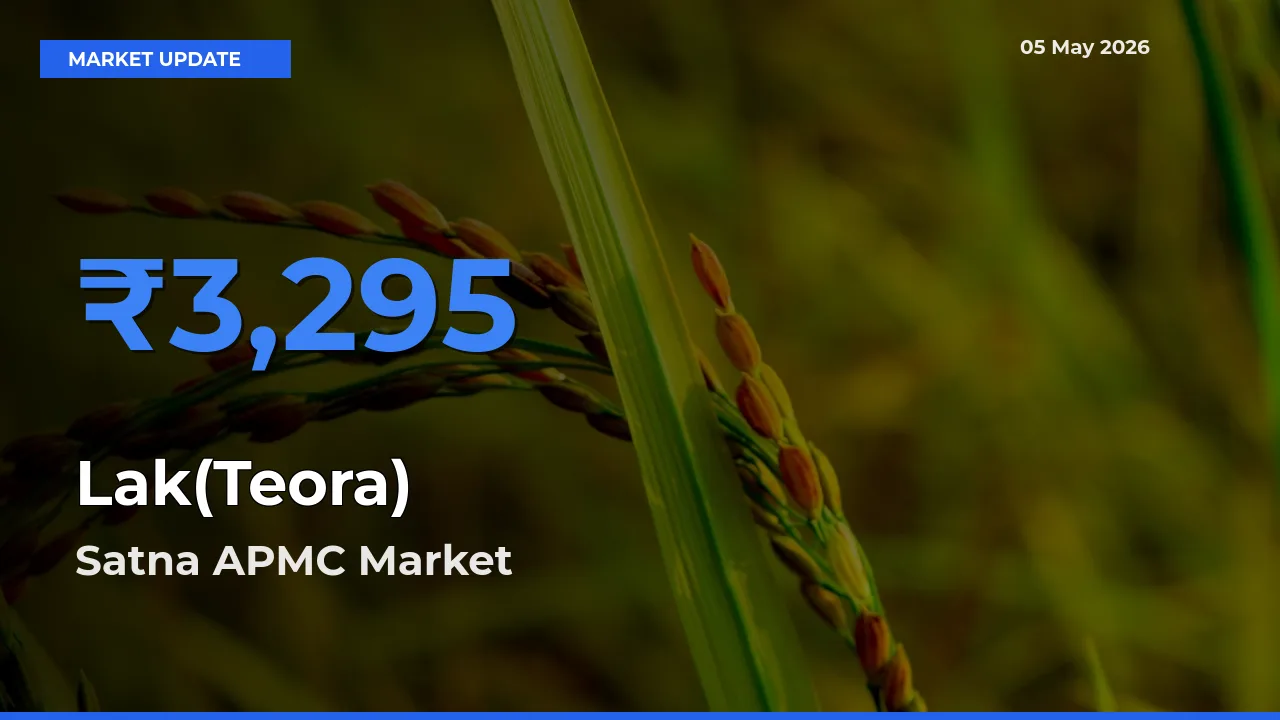 Satna APMC Tops Lak(Teora) Rates – May 05 Market Update