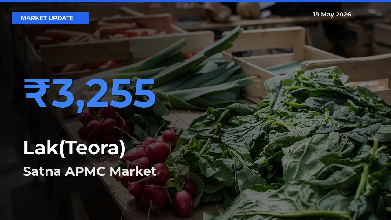 Satna APMC Leads as Top Mandi for Lak(Teora) Prices