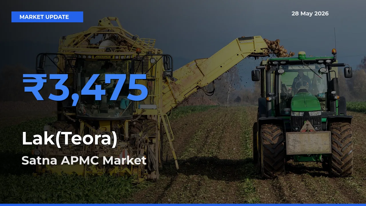 Satna APMC Leads as Top Mandi for Lak(Teora) Prices