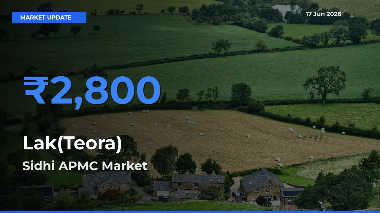 Market Watch: Sidhi APMC Becomes Top Mandi for Lak(Teora)