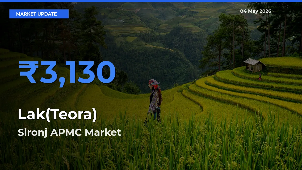 Market Watch: Sironj APMC Becomes Top Mandi for Lak(Teora)