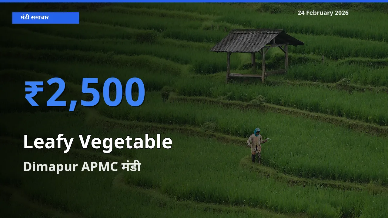 आज Leafy Vegetable के सबसे ज़्यादा दाम Dimapur APMC मंडी में दर्ज