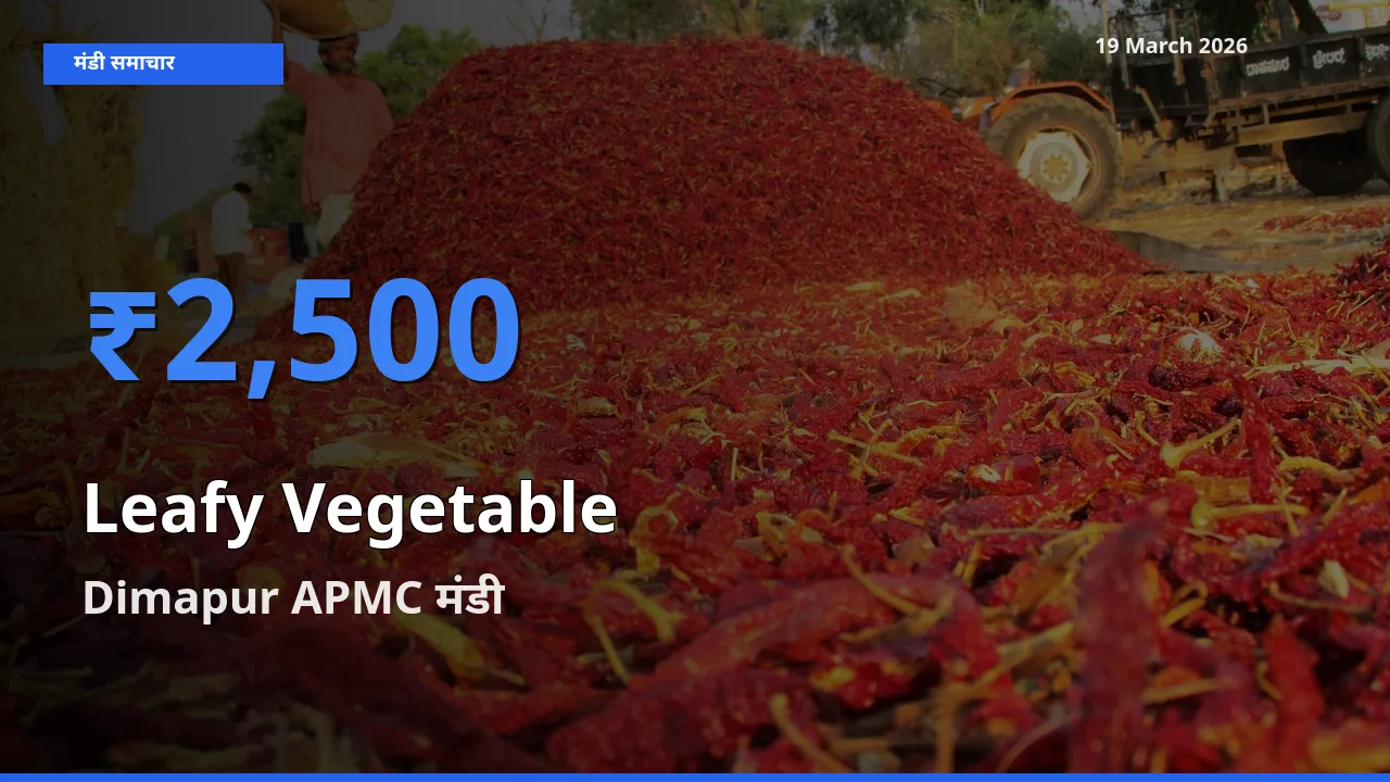 Dimapur APMC में पत्तेदार सब्जी का आज सबसे ऊँचा भाव