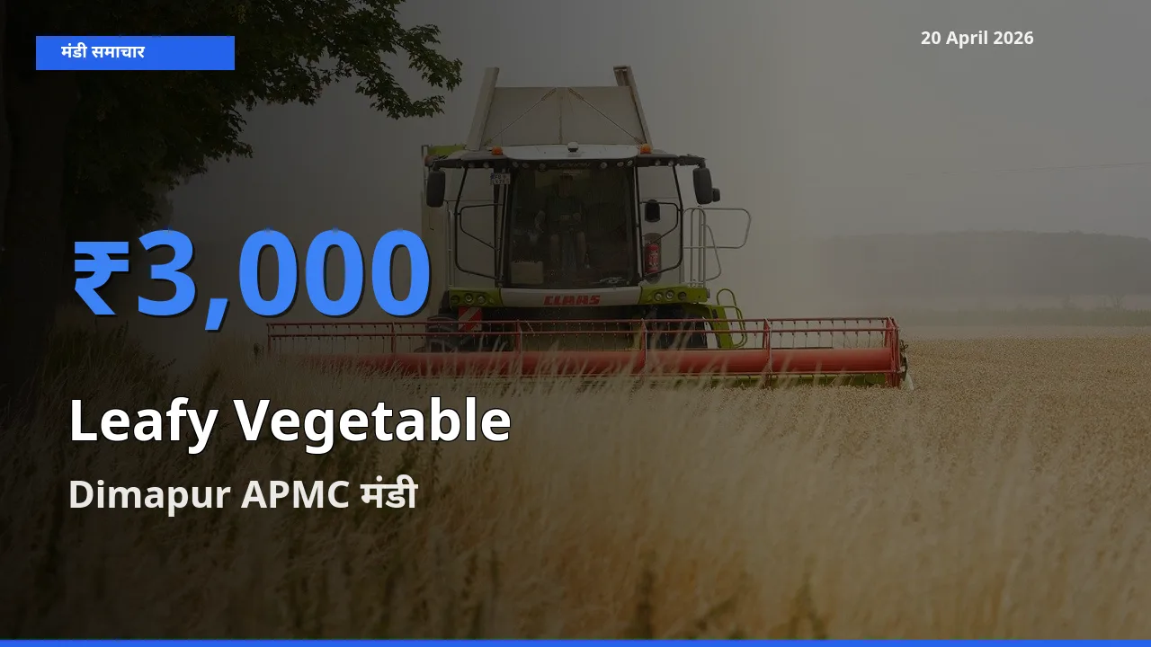 Dimapur APMC मंडी में पत्तेदार सब्जी ₹3,000 पर पहुँचा – आज का सर्वोच्च भाव