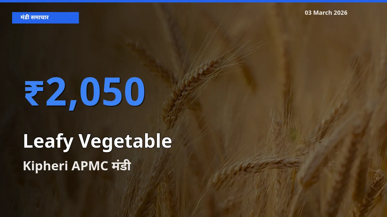 Kipheri APMC मंडी में आज पत्तेदार सब्जी के सबसे ऊँचे दाम दर्ज