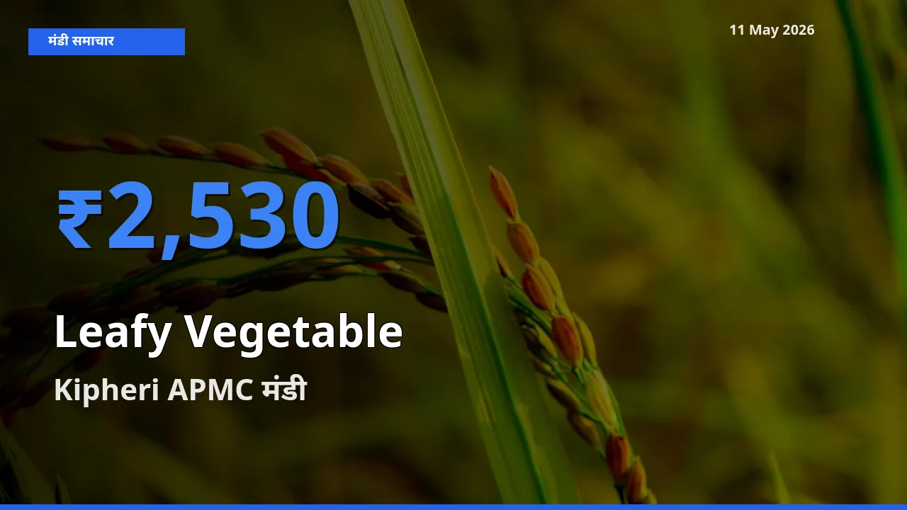 किसानों की पसंद बना Kipheri APMC, पत्तेदार सब्जी के सबसे अच्छे दाम