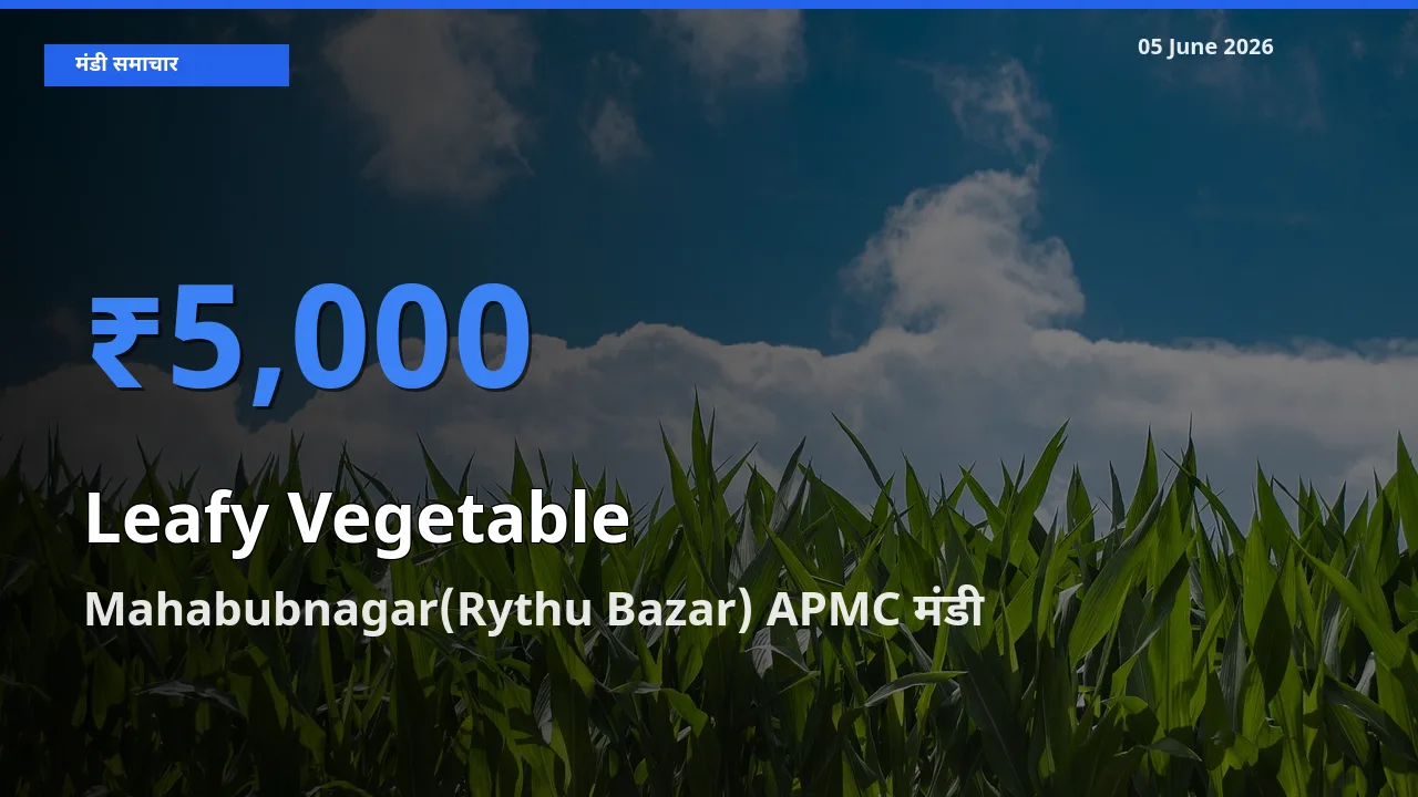 Mahabubnagar(Rythu Bazar) APMC मंडी में पत्तेदार सब्जी ₹5,000 पर पहुँचा – आज का सर्वोच्च भाव