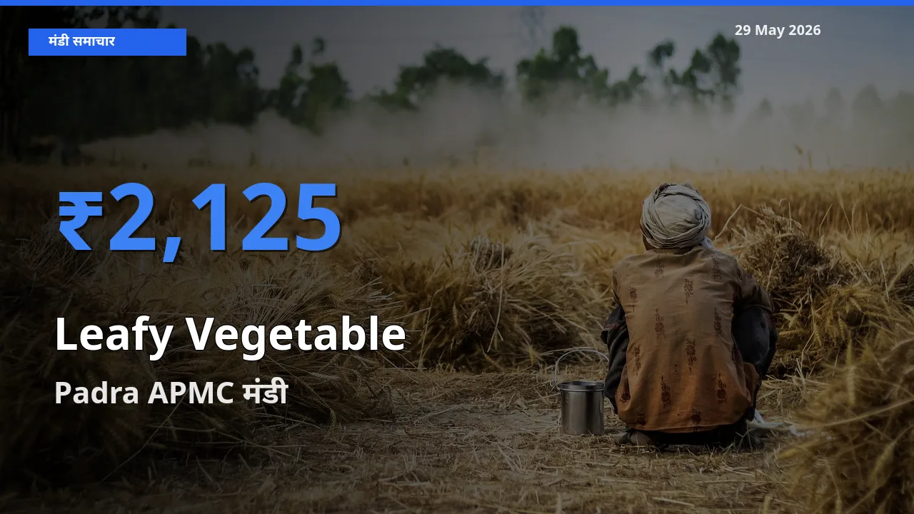 आज पत्तेदार सब्जी के सबसे ऊँचे दाम ₹2,125 Padra APMC मंडी में